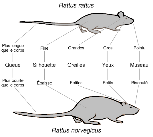 Visuel_rat